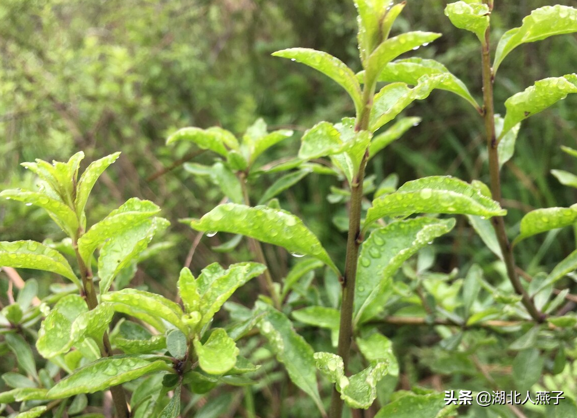 夏季摘野菜，送你61种野菜大图鉴，让你轻松认识各种野菜和吃法