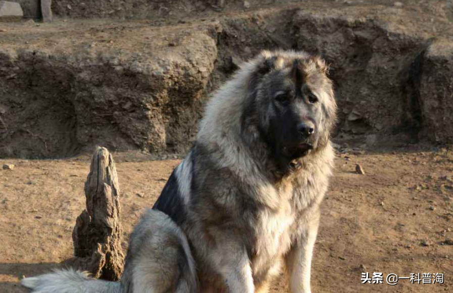 日本土佐犬(世界上最凶猛的十大恶犬，日本土佐上榜，藏獒只能屈居第二)