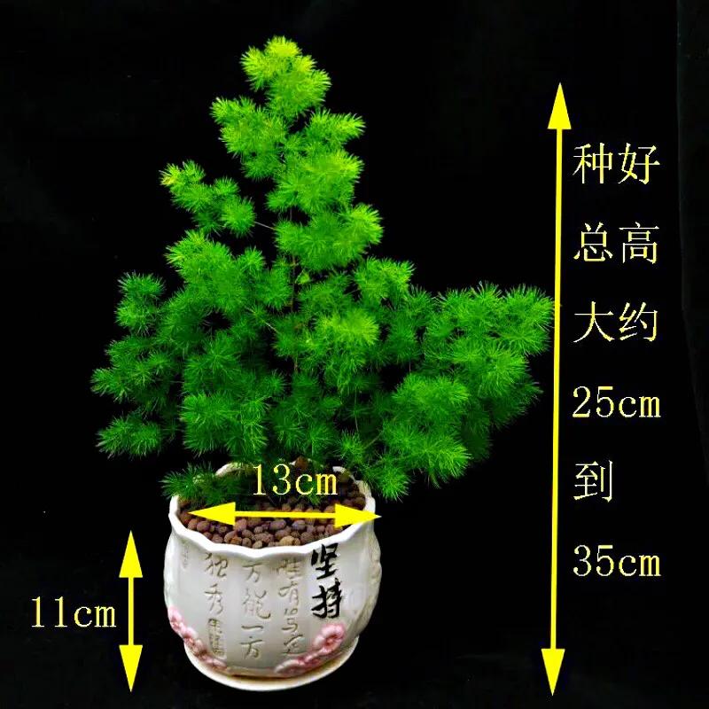 蓬莱松盆景图片（多年生常绿灌木状草木植物）