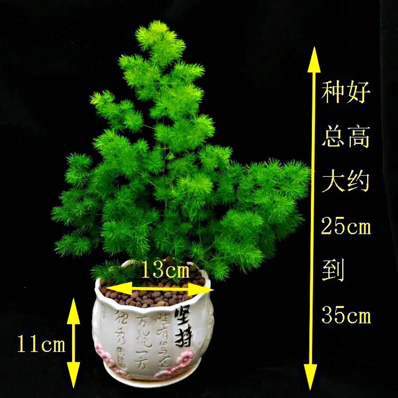 蓬莱松盆景图片（多年生常绿灌木状草木植物）