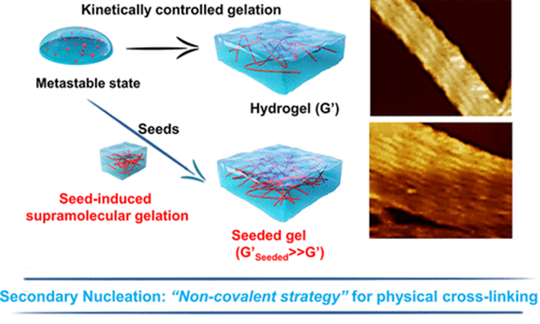 最新《JACS》！种子动态超分子水凝胶