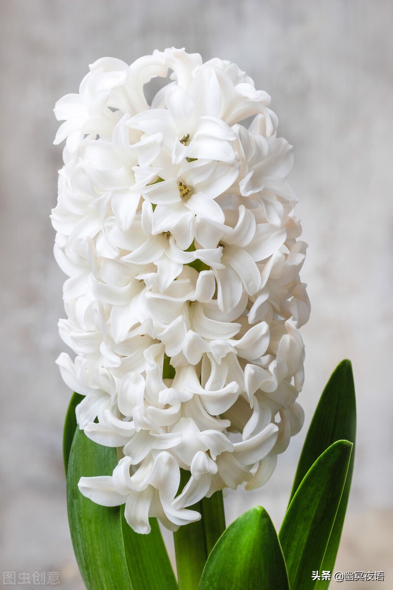 白色风信子花语(幽冥随笔——白色风信子)
