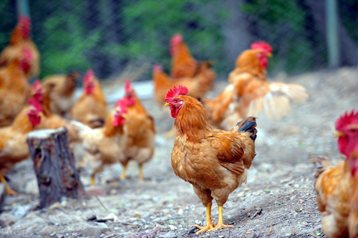 把1000只鸡放到野外养殖，3年后会变成什么样？3种因素，3种结局