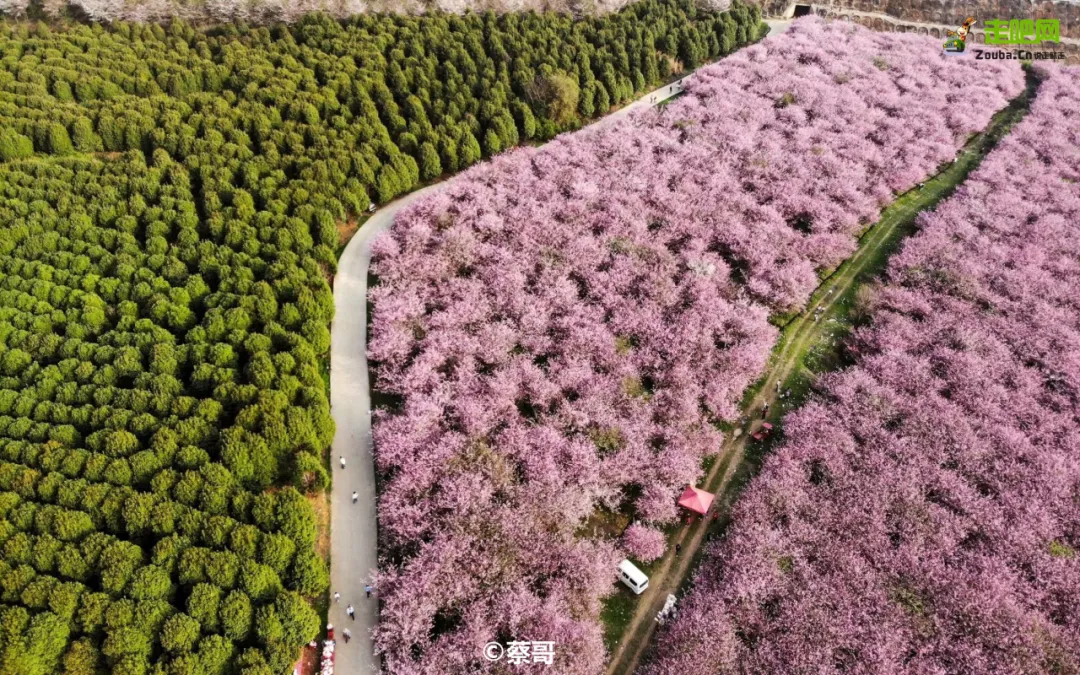 快开啦！这些地方的春景正在悄悄席卷全国，大气又美丽，别错过