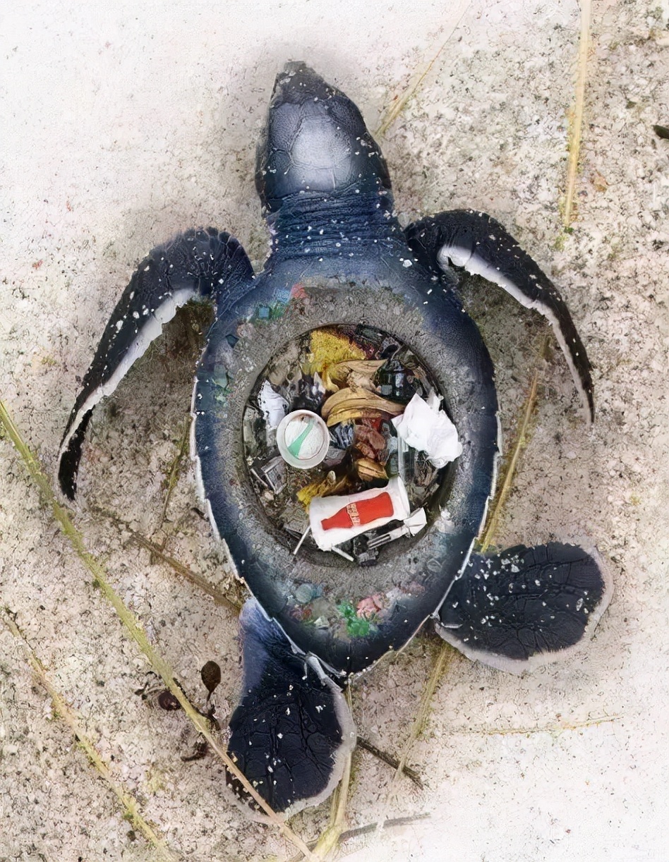 认识海龟保护海龟