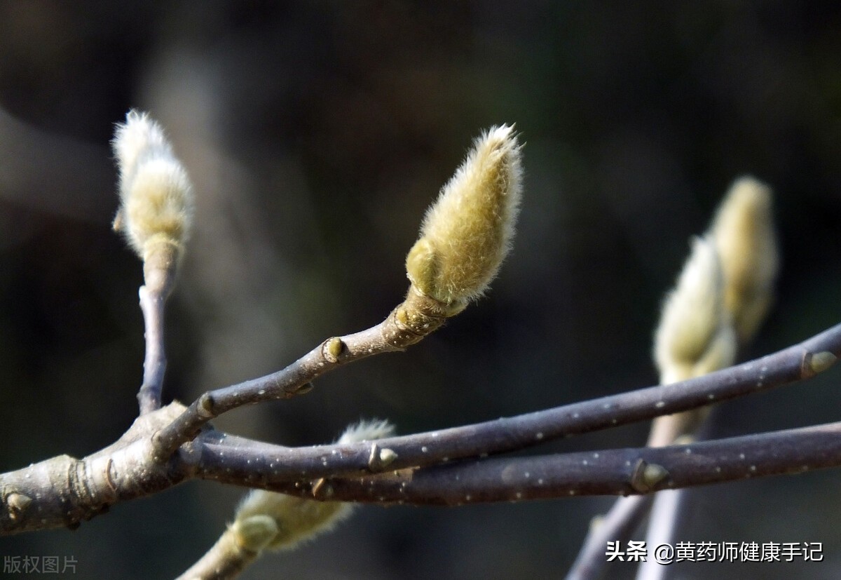它常搭配的药是苍耳子,大部分鼻科病,都会用到这两味药.
