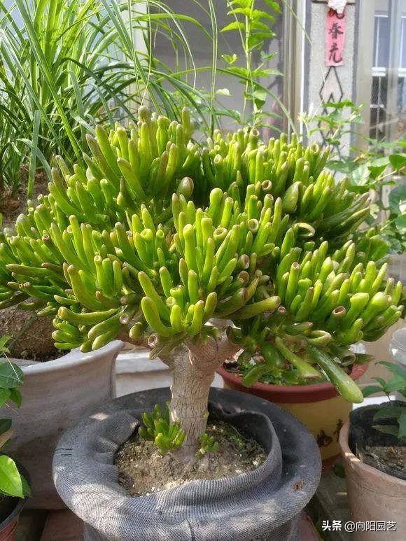 67常言道:"客厅有树,十有九富",6种招财树,吉祥又富贵