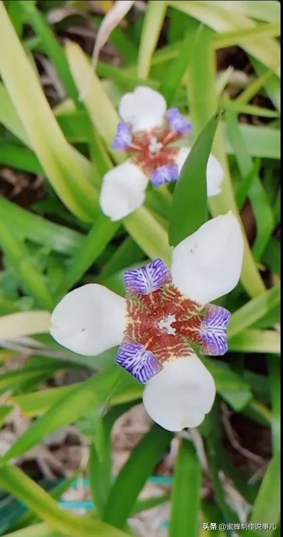 笑看花开，是一种美好的心情