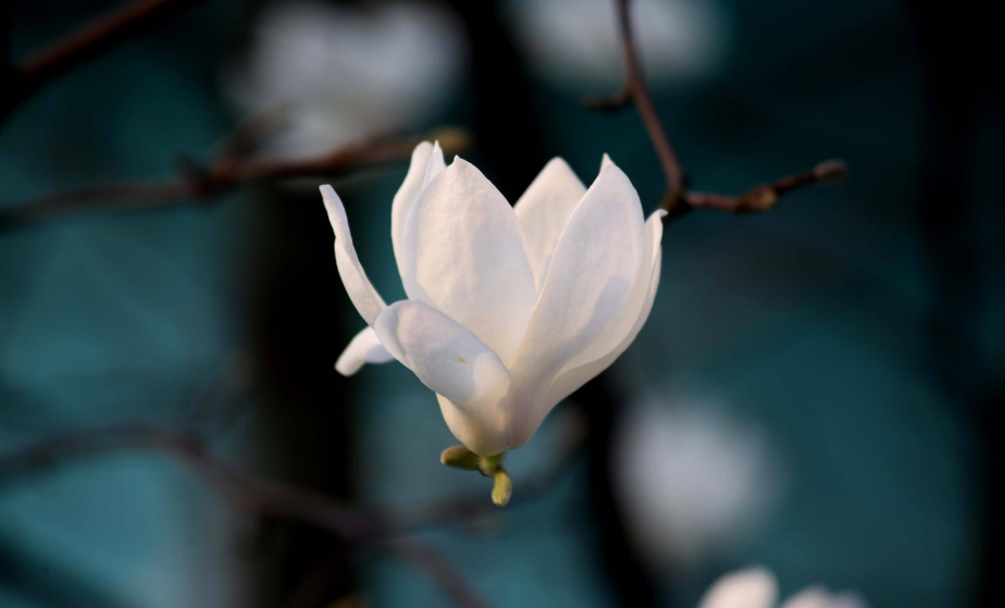 莫漫比辛夷,白贲谁能偶.