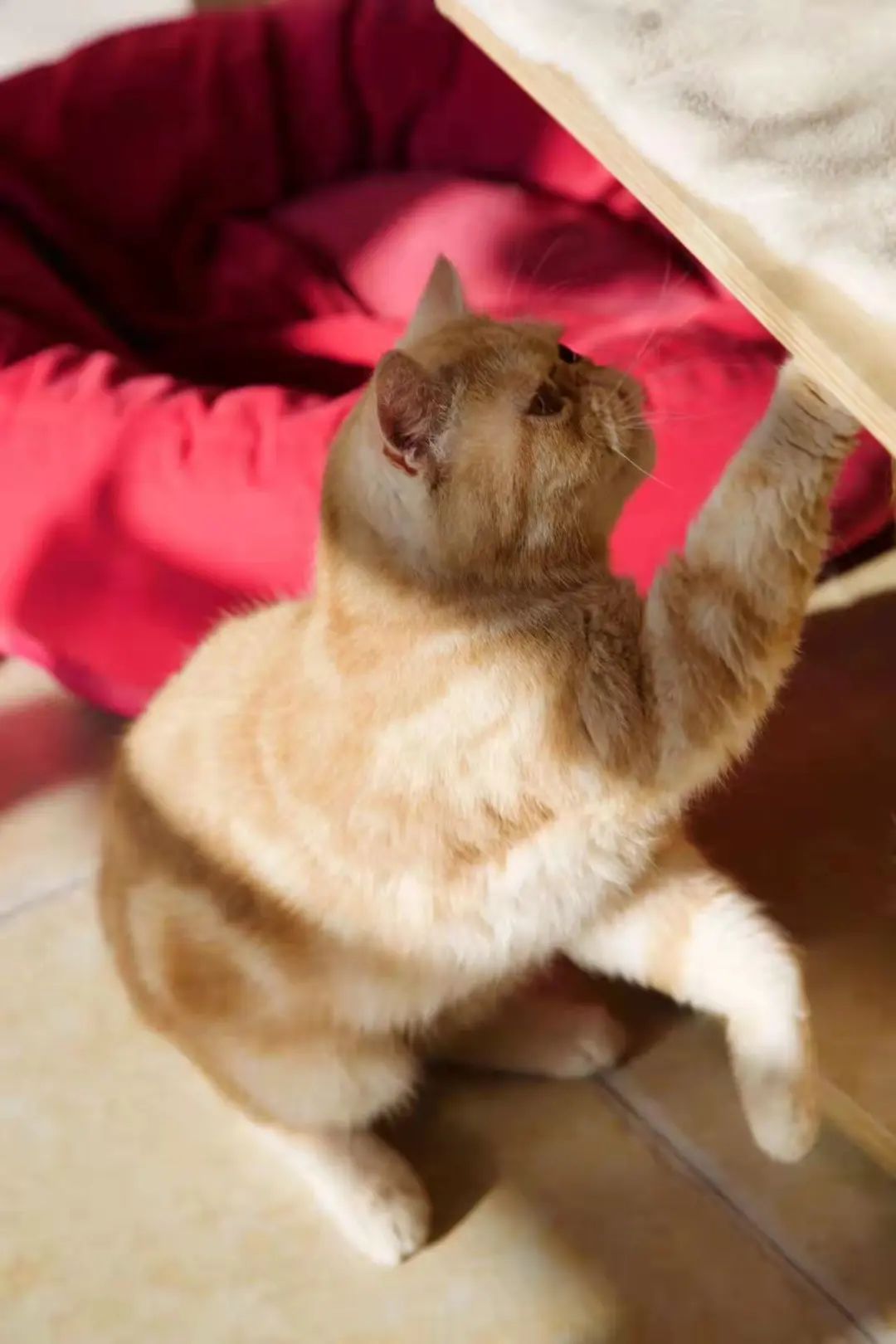 我可是拥有“三岁画老”天赋的小猫咪