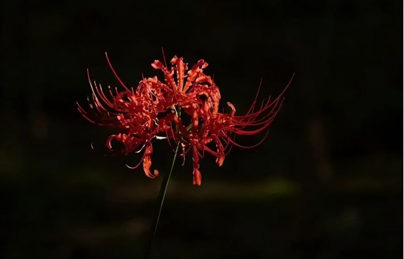 罕见"冥界之花"在江西现身,通体雪白剔透,它真会带来灾祸吗?