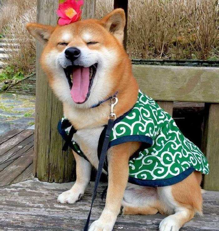 柴犬幼犬粮选购全攻略：预算1000内也能养好！