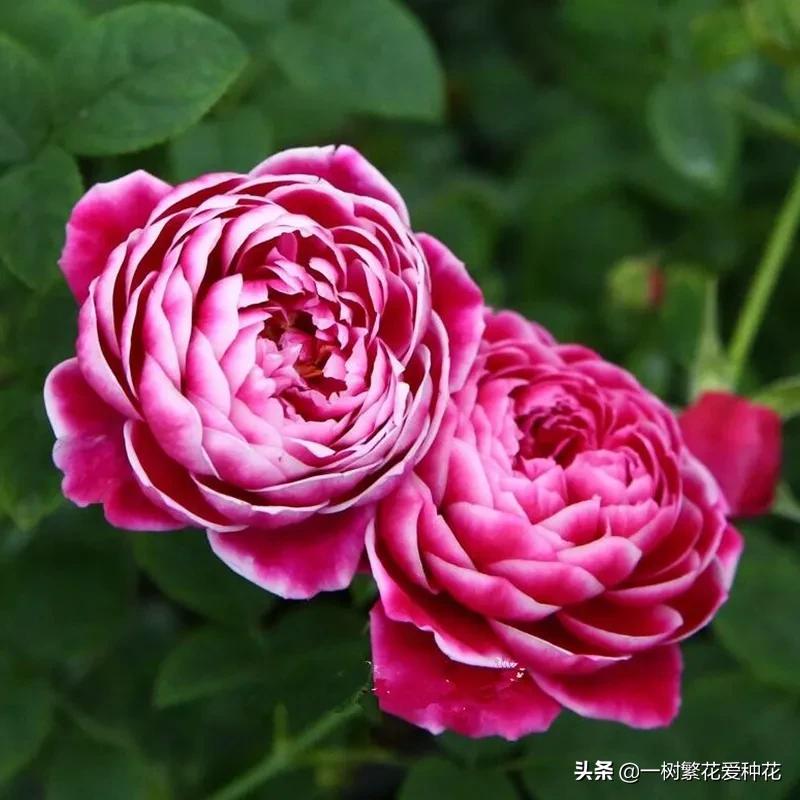 21种我最喜欢的月季，藤本微月灌木一网大全，说说养过的真实感受
