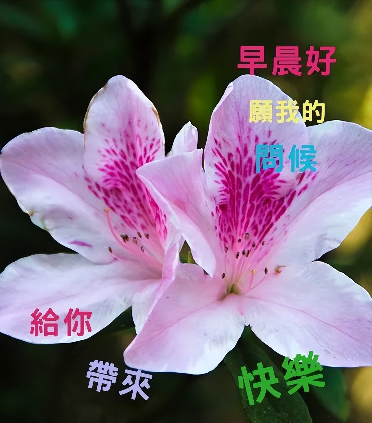 朋友圈春天早上好问候语表情图片大全 愿幸福安康、心想事成图片