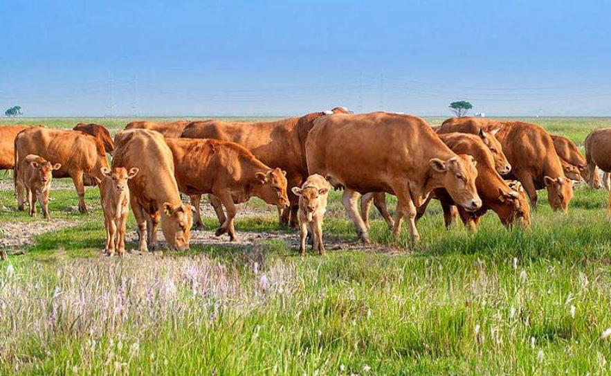 大黄牛图片(最重1) - 赤虎壹号