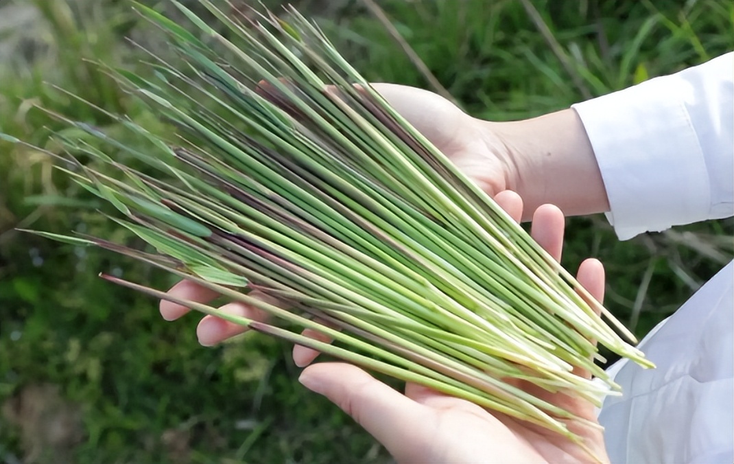 茅针也就是农村随处可见的茅草在春天的时候刚长出来的花穗,把它拔