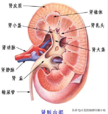 肾衰来临，小便先知，医生提醒：小便出现3种表现，或是肾衰信号