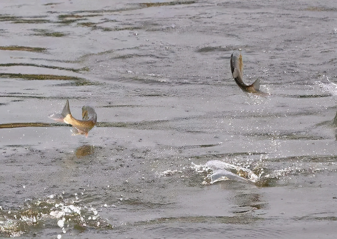 鱼是嘈杂的生物——咕噜声,嘘声,喋喋不休和尖叫声_水生探索_西南渔业