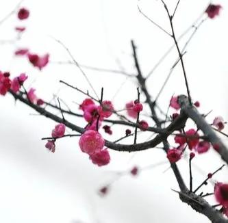 诗歌·梅花引(歌词)