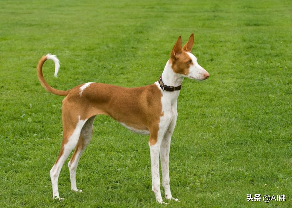 37 千米阿富汗猎犬被认为是狗展上的主打品种,因为该品种有长而甜美的
