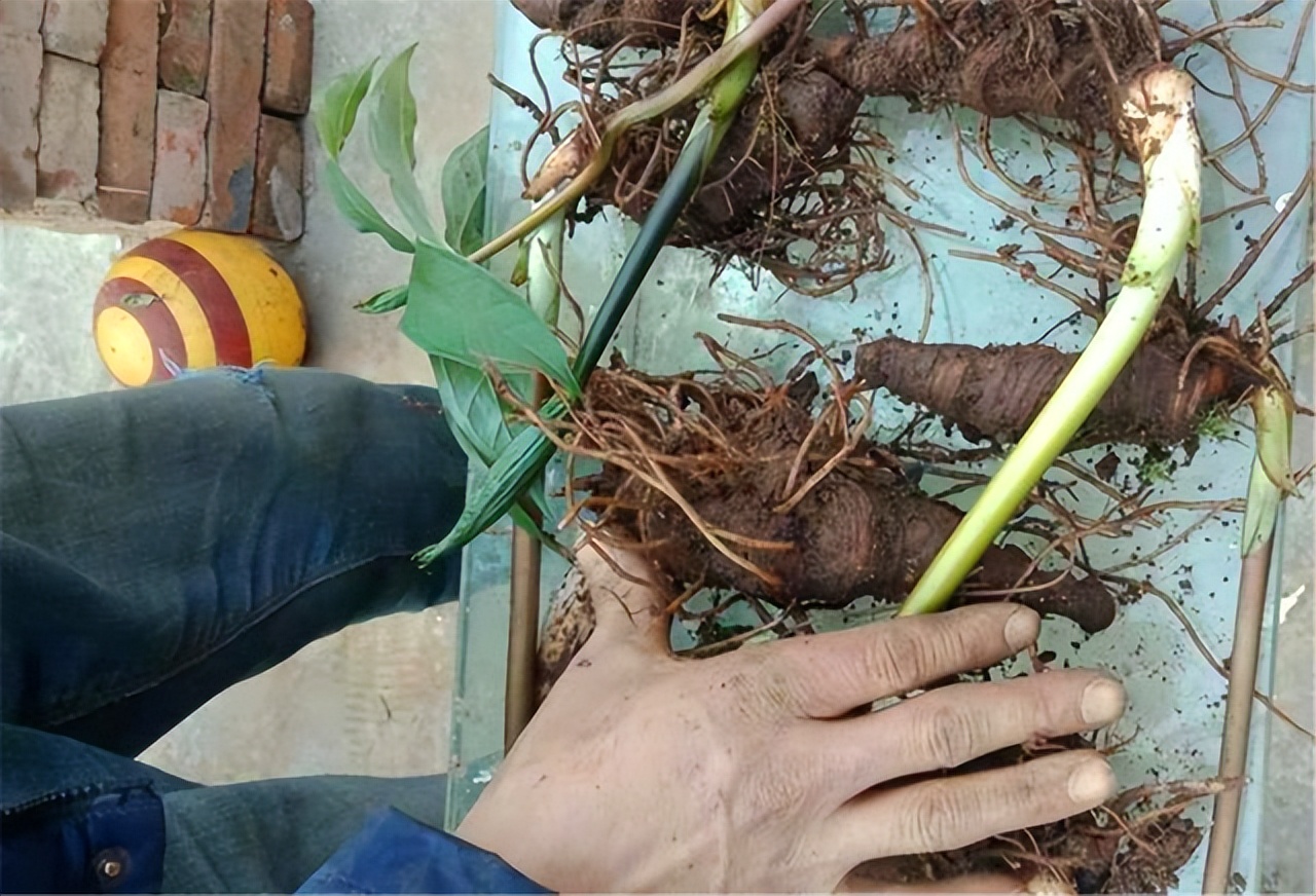 七葉一枝花種苗價格大娘在後山挖來1種