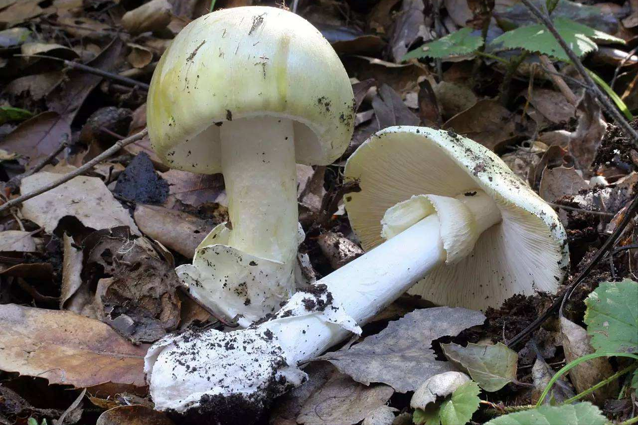 它含有鬼笔毒素与鹅膏蕈碱两种毒物,仅仅30毫克便足以致人以死地,被