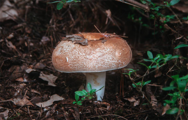 冷知识科普：蘑菇是植物吗？不是，它是大型真菌