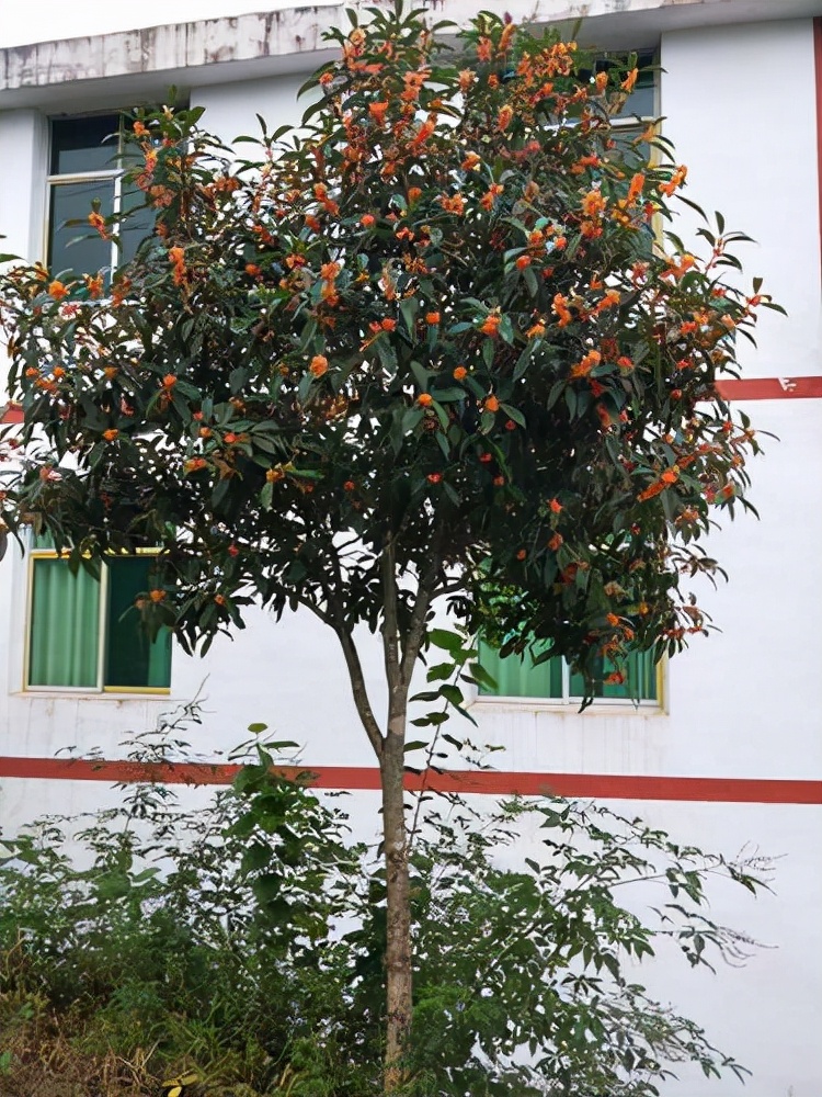 房前屋后种什么树好 招财风水树的种类_达一风水网