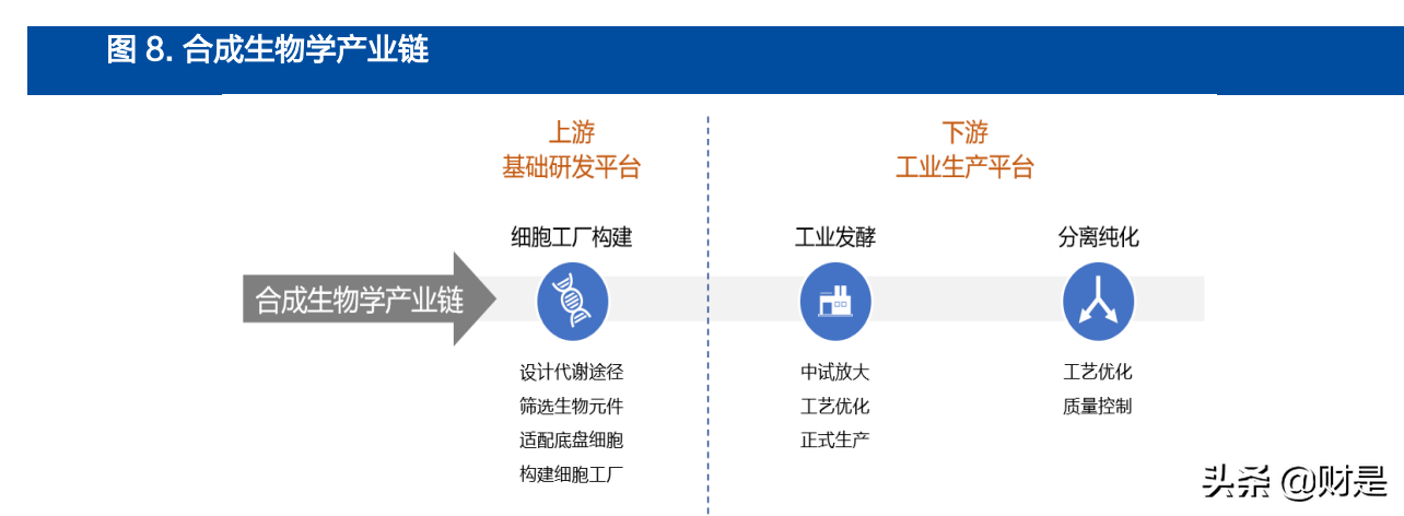 金城医药研究报告：生物合成与化学合成双平台能量开始爆发