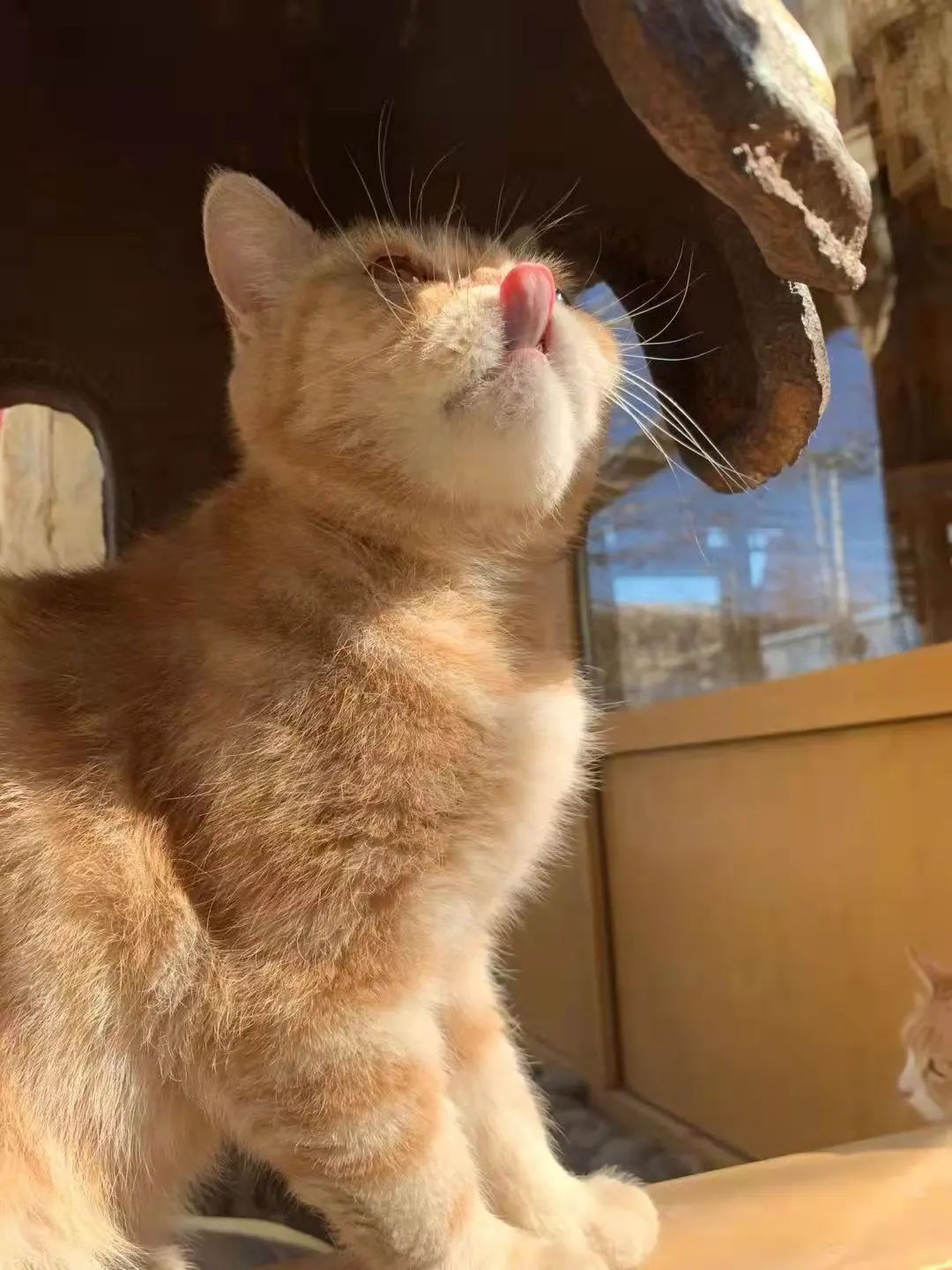 我可是拥有“三岁画老”天赋的小猫咪