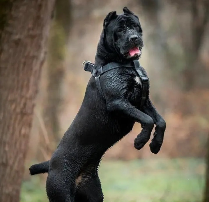 卡斯罗虽然是护卫犬,能力也强,但是却不像罗威纳和杜宾一样可以成为