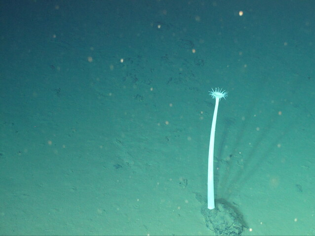 人类首次抵达雅浦海沟，科学家却感到担忧，8919米深海下有什么？