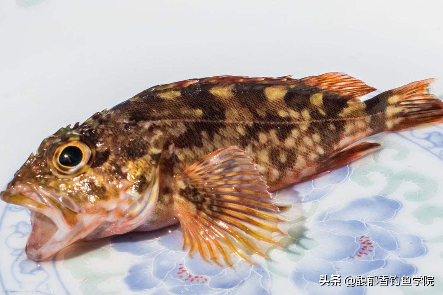 海鱼的种类图片解析垂钓频率最高的6种海鱼分类