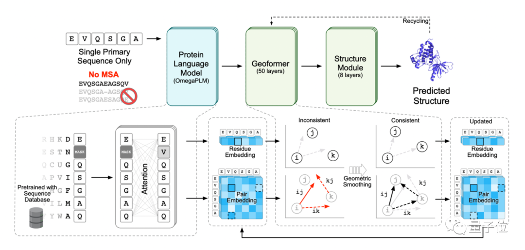 国产AI蛋白质结构预测再现突破，用单条序列解决3D结构