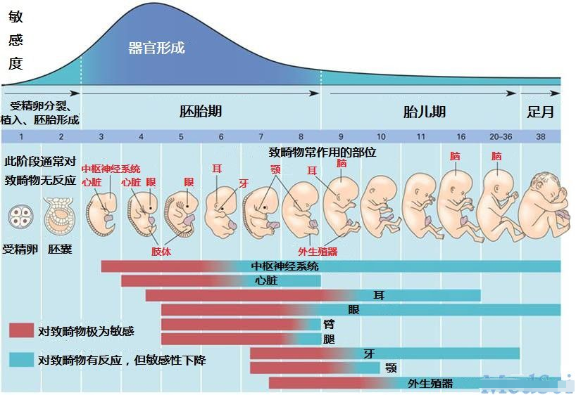 一张图带你了解受精后胎宝的发育，孕妈早清楚避免畸形发生