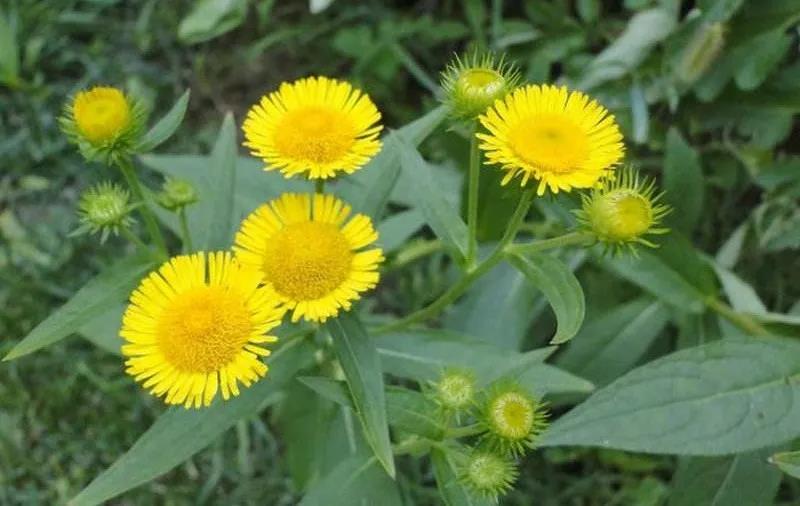 旋覆花(每天学习一味中药——旋覆花)