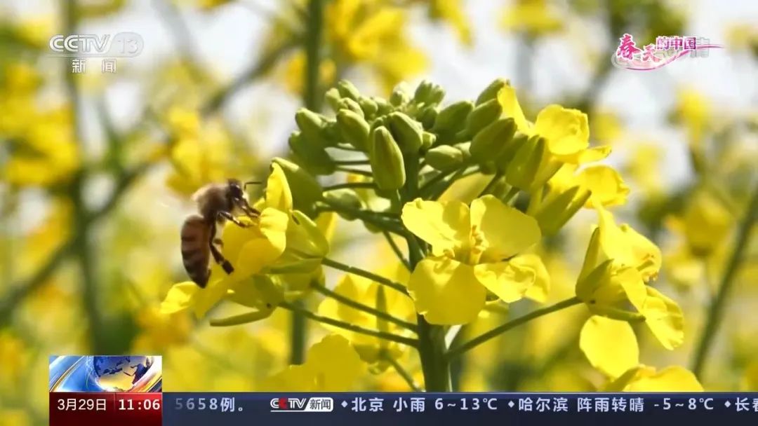 醉美拍點(diǎn)推薦 | 壯美！陜西南鄭油菜花海登陸央視新聞“春天里的中國”