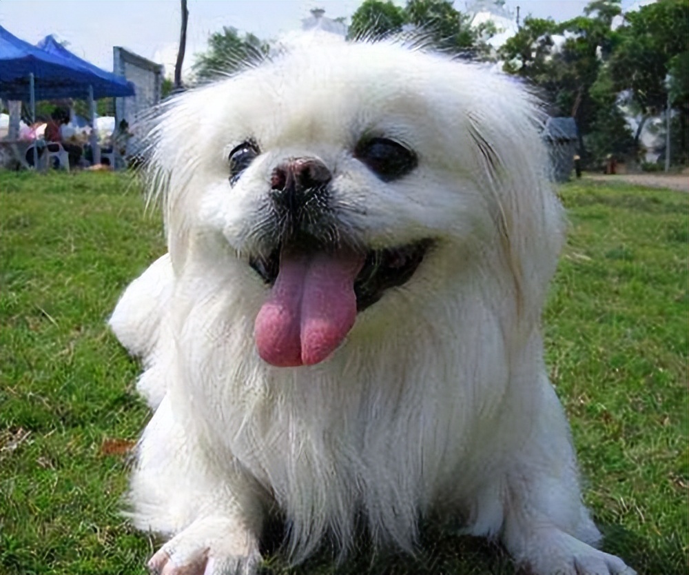 京巴狗多少钱一只(不建议你养) - 价格百科