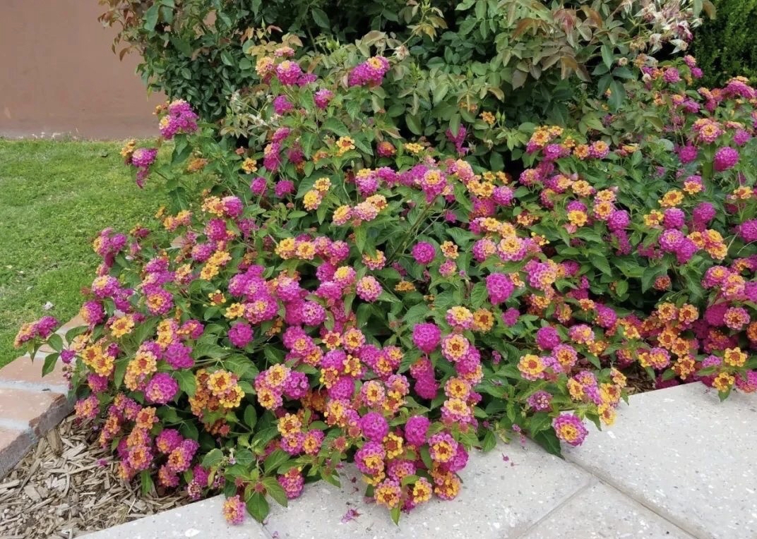 耐晒耐寒四季开花的花(花朵鲜艳耐热耐寒的四种花)