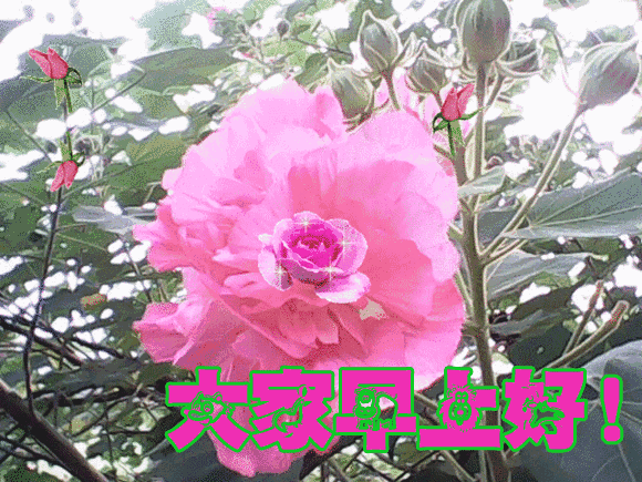 早上好图片精选早上好图片鲜花带字问候 心开运就通、运通福就来图片