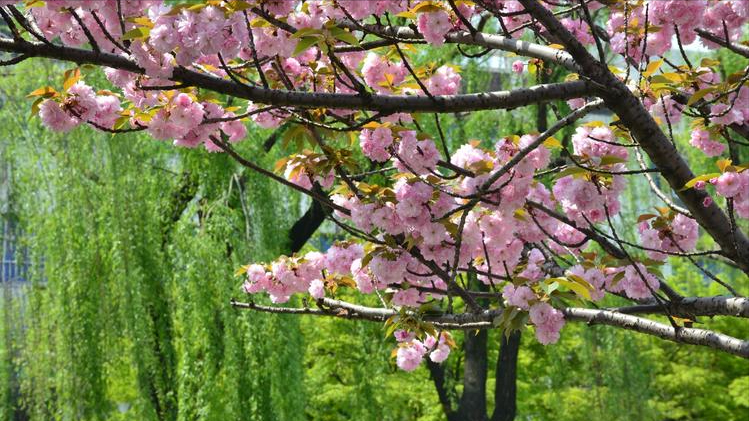 12首关于樱花的古诗词：樱花烂漫，堆云叠雪，千株万片绕林垂