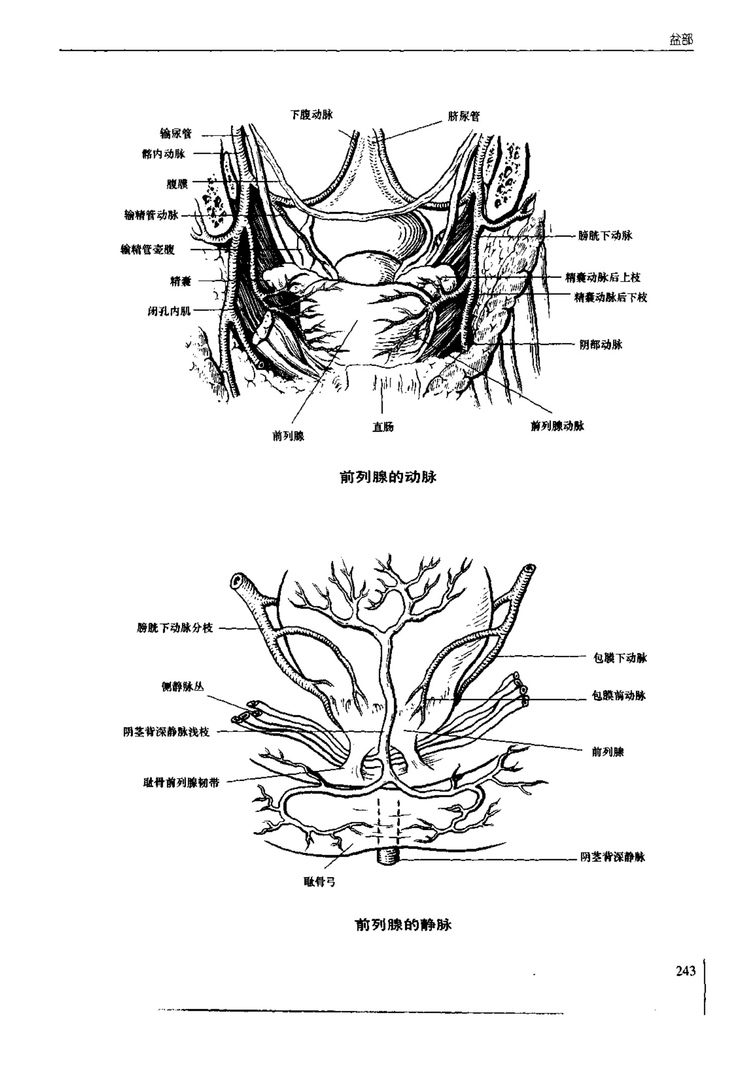 人体内脏位置图(图示集‖外科解剖学图谱(8-5)盆部)