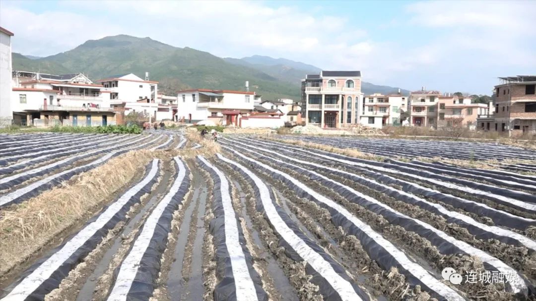 「新春走基層」連城：搶抓農時種煙忙 勤勞耕耘為豐收