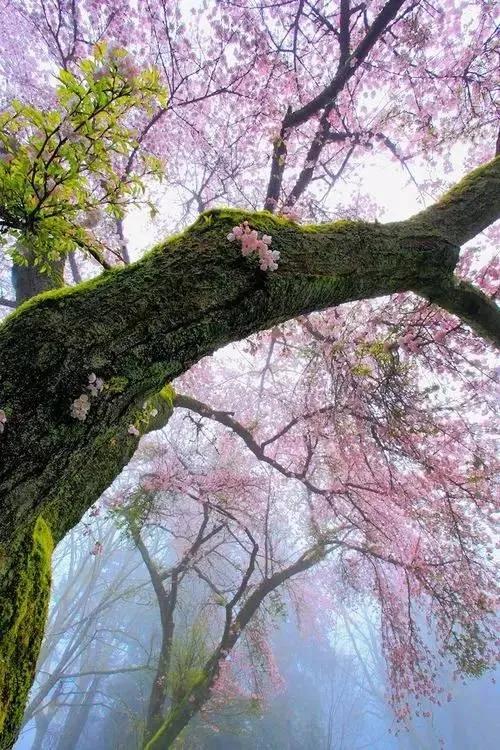 生命是一树一树的花开，蓬蓬勃勃，充满了无限的生机