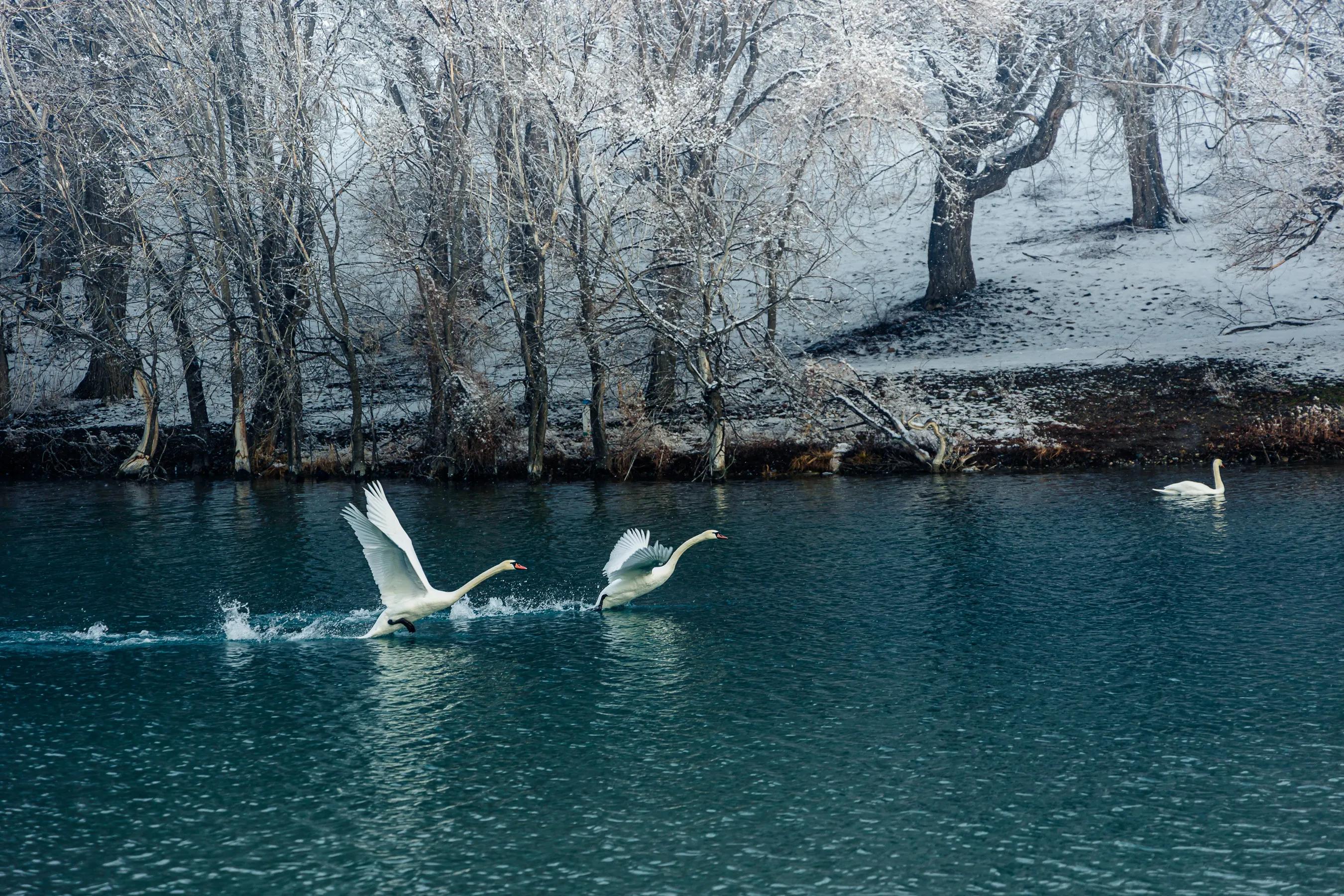 天鹅湖的故事(天鹅湖的故事完整版)-我的快乐小窝
