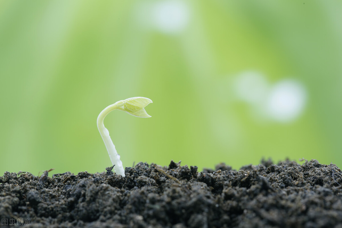 破土而生的生肖 破土而出是什么生肖 - 时代开运网