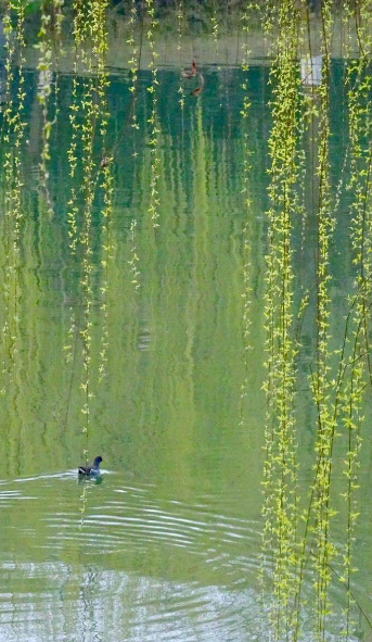 春风渐暖,万物复苏,柳树也渐渐抽出了嫩芽儿,柳丝缕缕,绿中带黄,煞是
