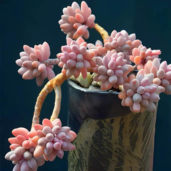 最美53款粉色系多肉-最美53款粉色系多肉图 - 114知识网