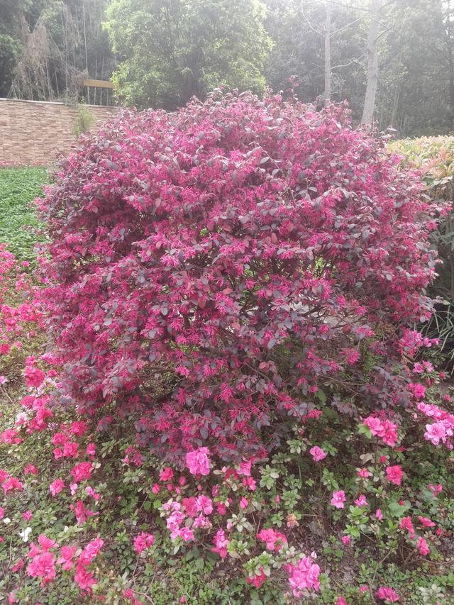 「美文欣赏」风吹红檵层林艳，雨润丝花翠枝甜