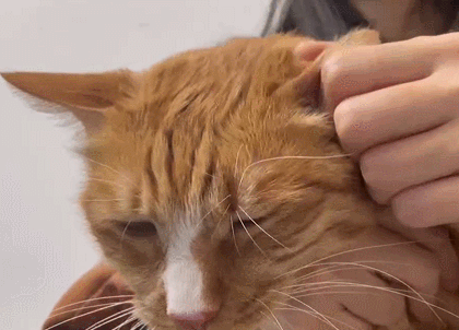 猫咪发抖且耳朵发热的原因分析
